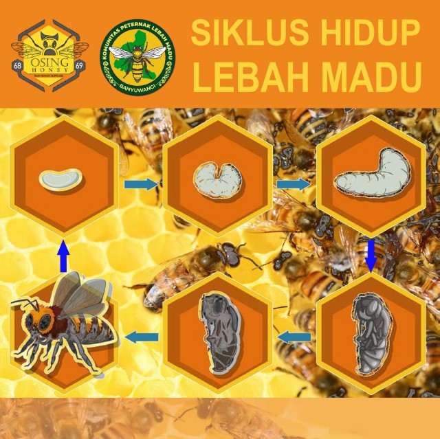 siklus hidup lebah madu