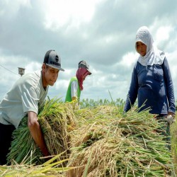 Ikon Gambar Bertani Organik Cara Petani Banyuwangi Putus Hubungan dengan Pestisida