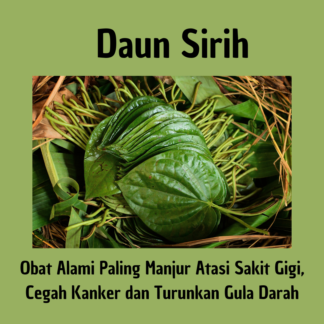 Manfaat Daun Sirih