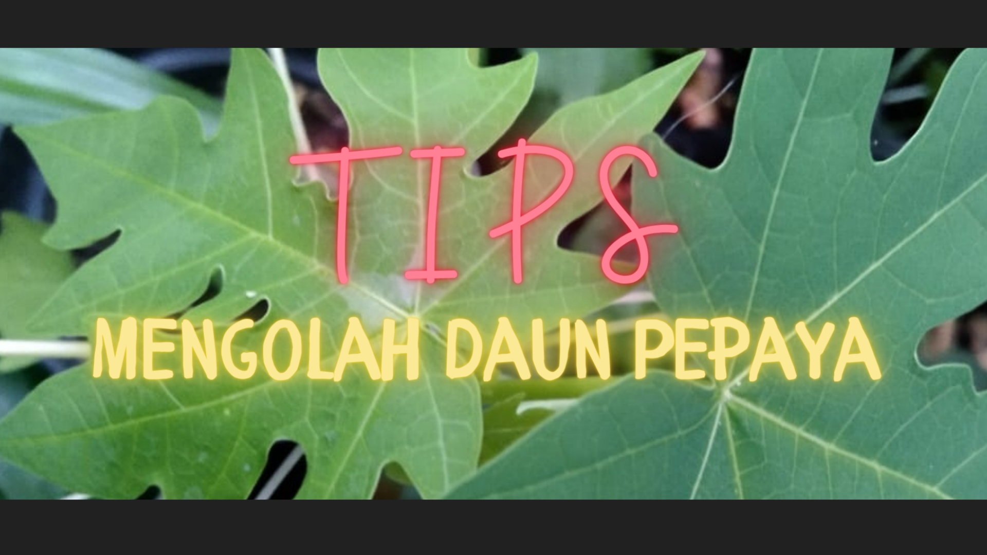 daun; daun pepaya, pepaya, daun pahit, 