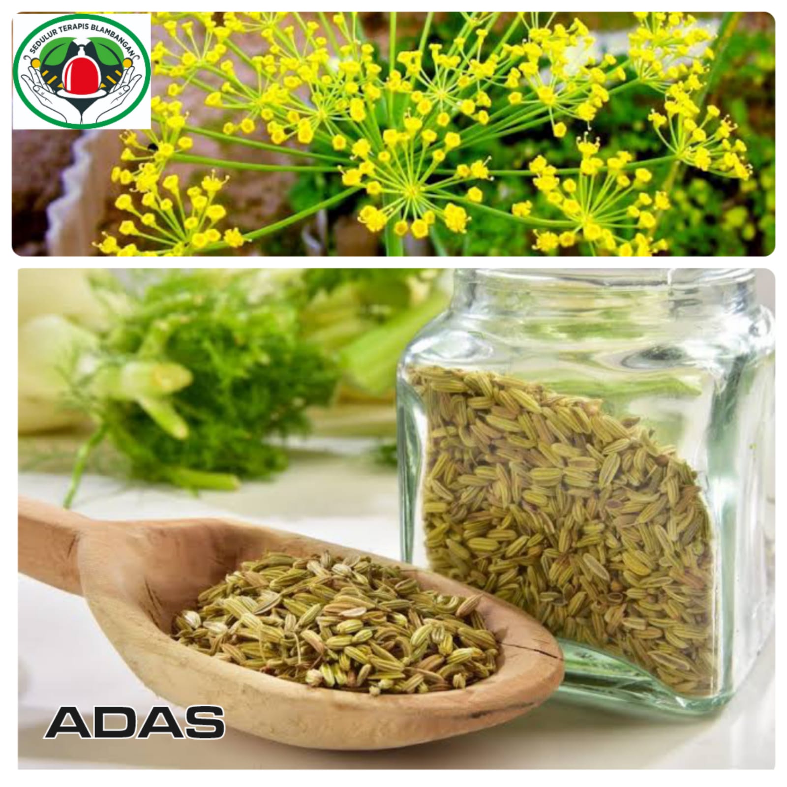 gambar adas, tanaman herbal