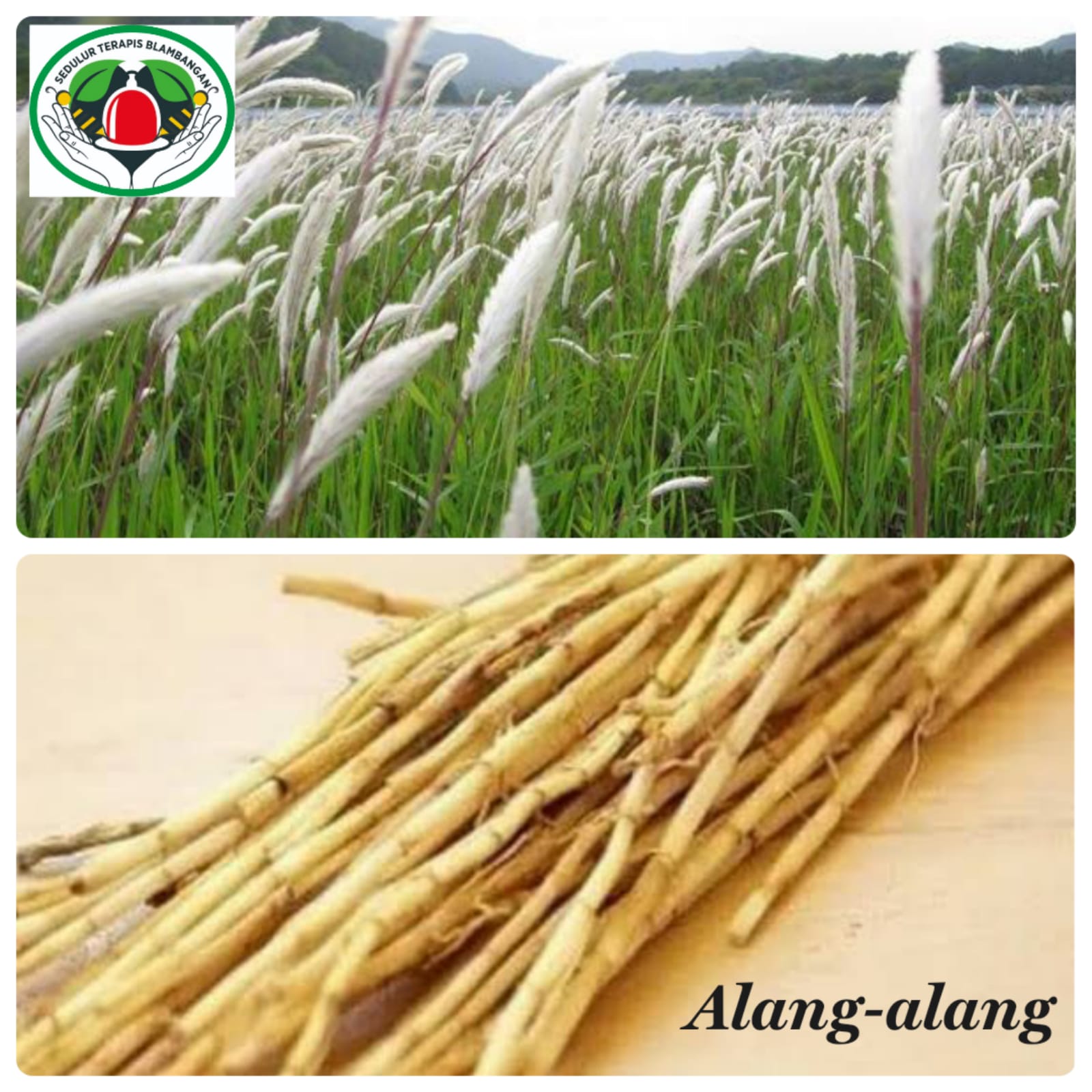 gambar alang-alang