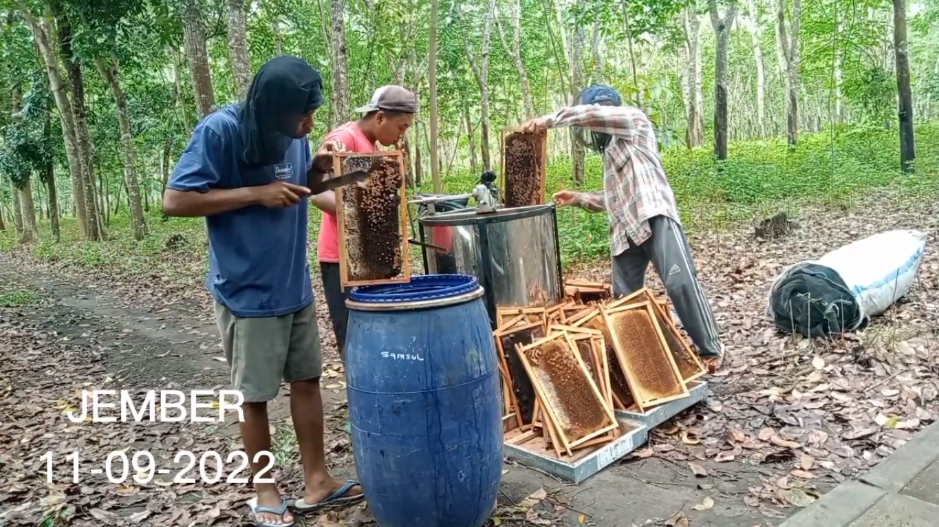 gambar komunitas peternak lebah madu banyuwangi, panen madu apis mallifera