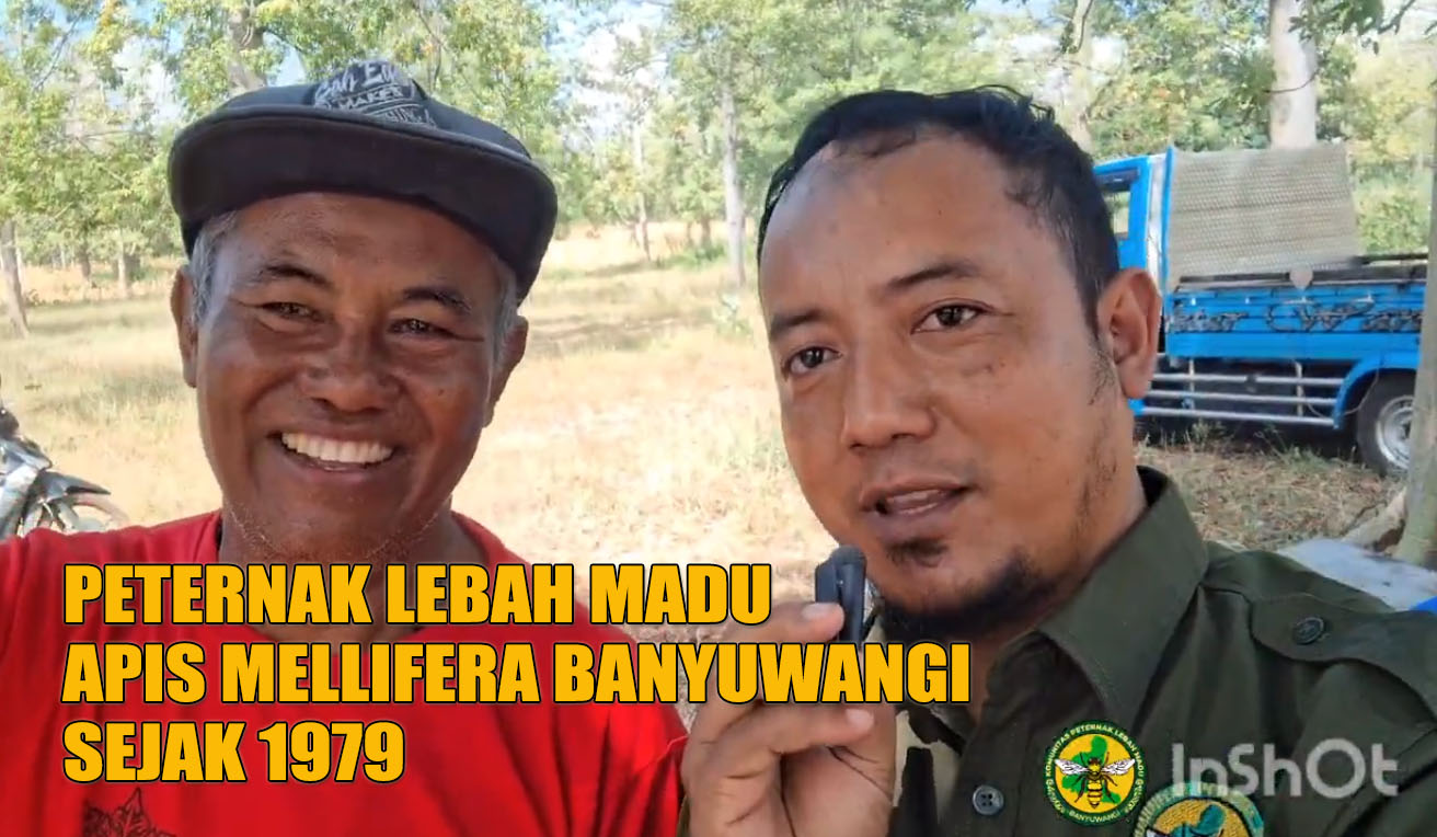 gambar komunitas peternak lebah madu banyuwangi
