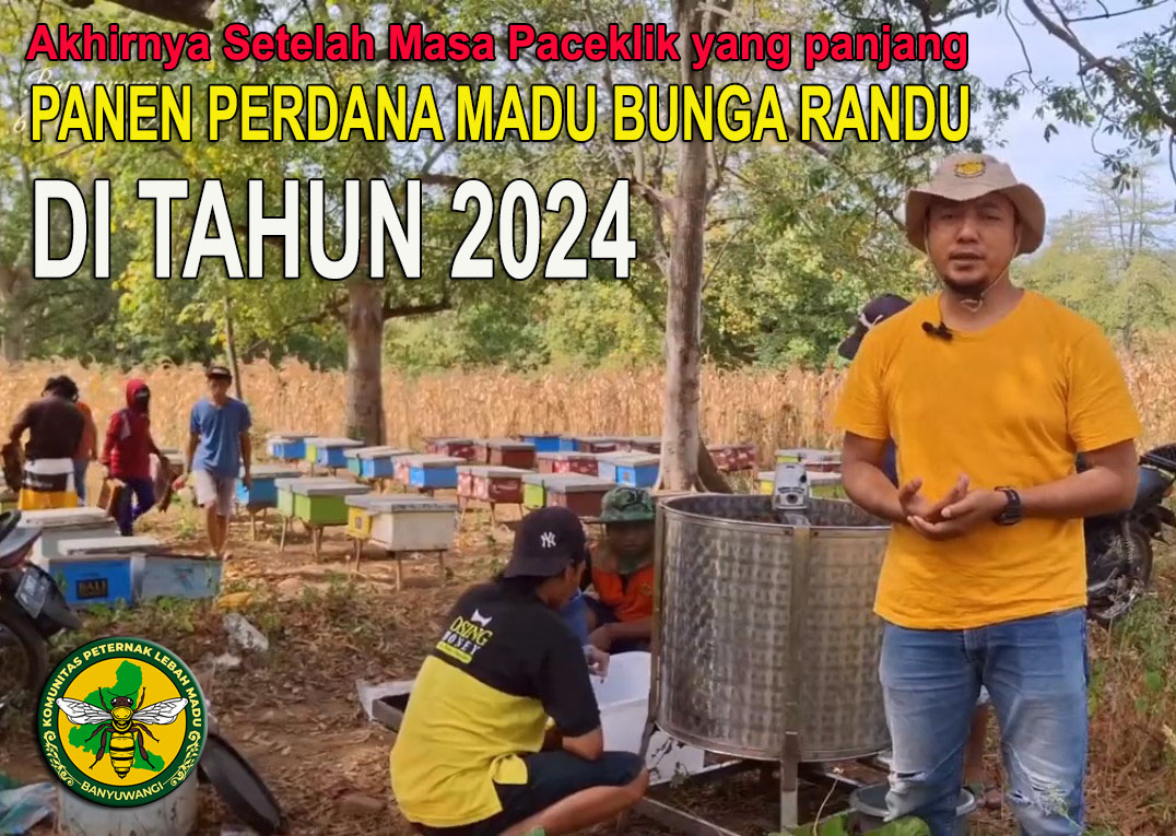 gambar panen madu bunga randu 2024