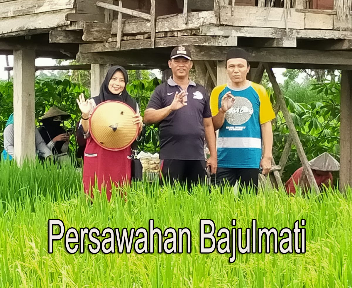 gambar sawah desa bajulmati