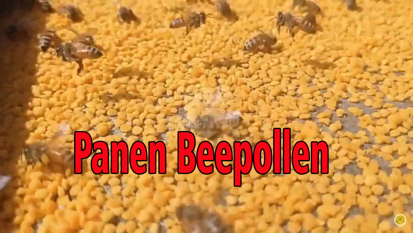 gambar Superfood Bee Pollen Osing Honey