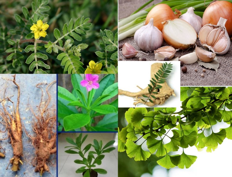 gambar terapi herbal untuk impotensi dan ejakulasi dini. Paparan Gambar : <p>Terdapat berbagai tanaman herbal seperti bawang putih, pasak bumi, ginseng, ginko biloba, dan sebagainya.</p>
<p> </p>
