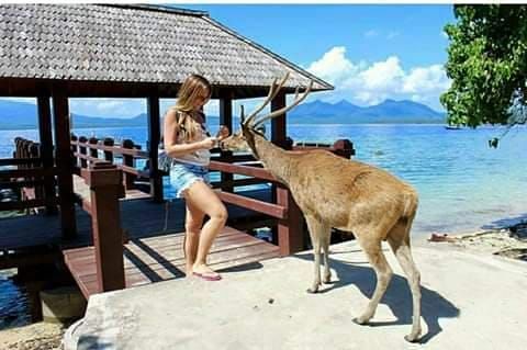 MENJANGAN ISLAND