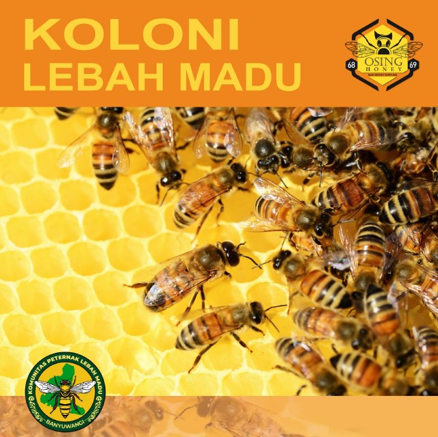 edukasi komunitas
