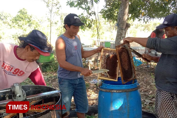 gambar Bunga rampai informasi dan berita yang terkait dengan Komunitas Peternak Lebah Madu Banyuwangi