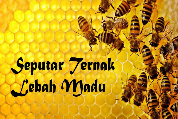 keterangan <p>Edukasi seputar ternak lebah madu</p>