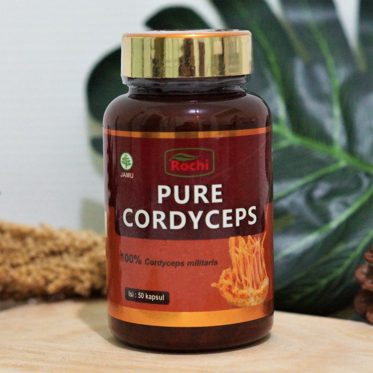 agen distributor pure cordyceps amr
