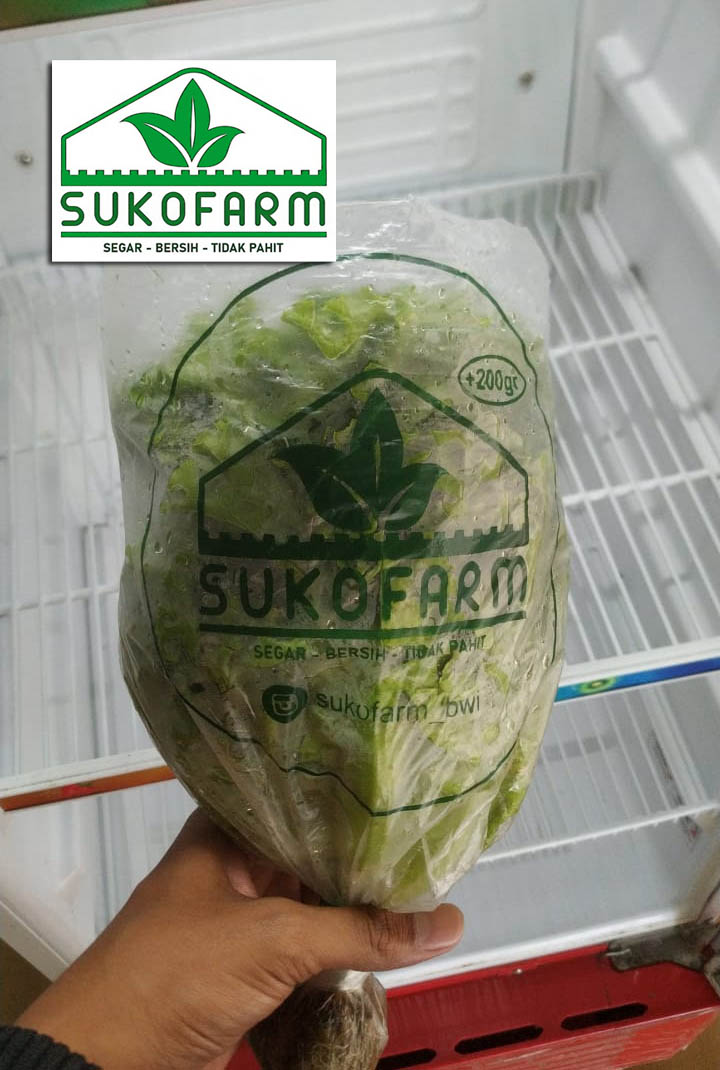 daun selada organik,  sayuran organik banyuwangi