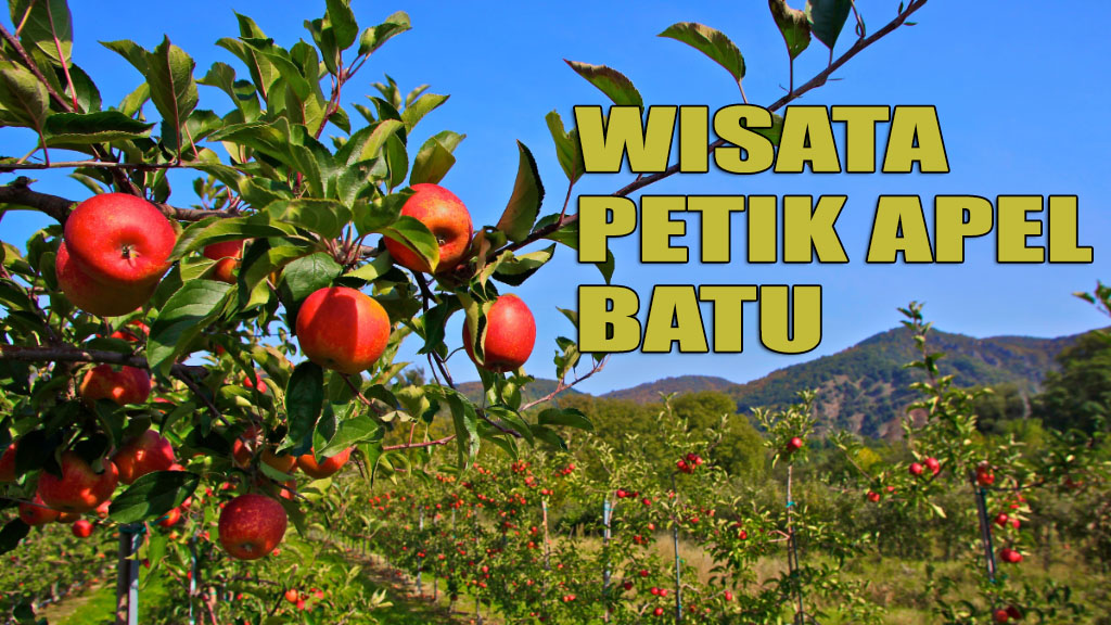 Paket Wisata Petik Apel Batu
