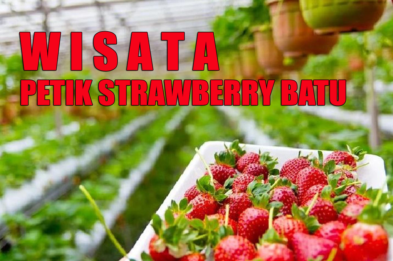 gambar Wisata Petik Strawberry Batu